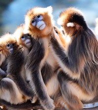 Monkeys groom each other at a zoo at Everland in Yongin, Gyeonggi Province, Monday.
(Korea Times photo by Shim Hyun-chul)
