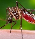 This 2006 photo provided by the Centers for Disease Control and Prevention shows a female Aedes aegypti mosquito in the process of acquiring a blood meal from a human host. On Friday, Jan. 15, 2016, U.S. health officials are telling pregnant women to avoid travel to Latin America and Caribbean countries with outbreaks of a tropical illness linked to birth defects. The Zika virus is spread through mosquito bites from Aedes aegypti and causes only a mild illness in most people. But there’s been mounting evidence linking the virus to a surge of a rare birth defect in Brazil. (James Gathany/Centers for Disease Control and Prevention via AP)