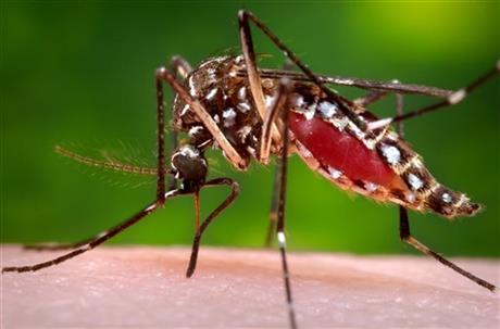 This 2006 photo provided by the Centers for Disease Control and Prevention shows a female Aedes aegypti mosquito in the process of acquiring a blood meal from a human host. On Friday, Jan. 15, 2016, U.S. health officials are telling pregnant women to avoid travel to Latin America and Caribbean countries with outbreaks of a tropical illness linked to birth defects. The Zika virus is spread through mosquito bites from Aedes aegypti and causes only a mild illness in most people. But there’s been mounting evidence linking the virus to a surge of a rare birth defect in Brazil. (James Gathany/Centers for Disease Control and Prevention via AP)