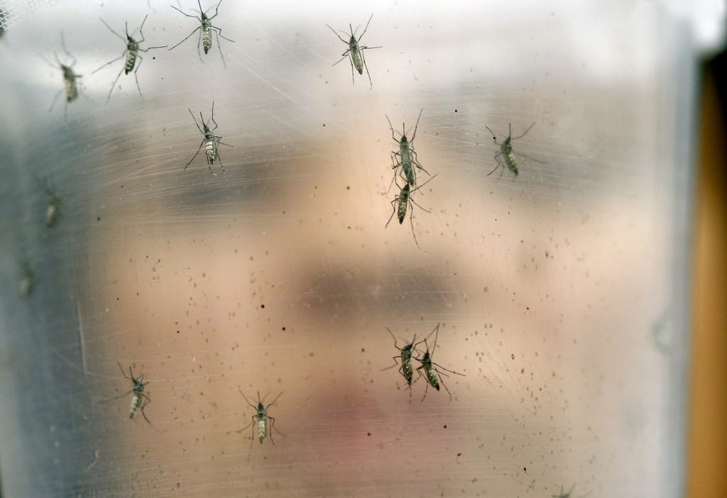 In this Jan. 18, 2016 photo, a researcher holds a container with female Aedes aegypti mosquitoes at the Biomedical Sciences Institute in the Sao Paulo's University, in Sao Paulo, Brazil. The Aedes aegypti is a vector for transmitting the Zika virus. The Brazilian government announced it will direct funds to a biomedical research center to help develop a vaccine against the Zika virus linked to brain damage in babies. (AP Photo/Andre Penner)