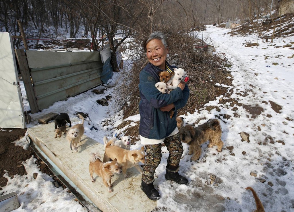 In this Wednesday, Jan. 27, 2016 photo, Jung Myoung Sook, 61, holds her puppies she rescued at a shelter in Asan, South Korea. In the country, where dogs are considered a traditional delicacy and have only recently become popular as pets, Jung’s love for her canine friends is viewed by some as odd. But others see her as a champion of animal rights. (AP Photo/Lee Jin-man)