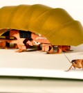 This photo provided by PolyPEDAL Lab UC Berkeley, shows the compressible robot, CRAM with a real cockroach. When buildings collapse in future disasters, the hero helping rescue trapped people may be a cheap robotic roach. Repulsive as they seem, cockroaches have the unusual ability to squish their bodies down to one quarter their normal size, yet still scamper at lightning speed. Add to that, the common roach can withstand 900 times its own body weight without being hurt. That’s the equivalent to a 200-pound man who wouldn’t be crushed 90 tons on his head. (PolyPEDAL Lab UC Berkeley/Tom Libby, Kaushik Jayaram and Pauline Jennings via AP)