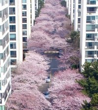 cherry blossom