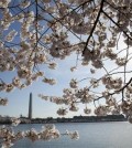 FILE - In this April 11, 2015, the Washington Monument is seen through cherry blossoms across the Tidal Basin Saturday in Washington. The National Park Service is predicting the peak bloom for Washington's cherry blossom trees between March 31 and April 3. 2016. (AP Photo/Carolyn Kaster, File)