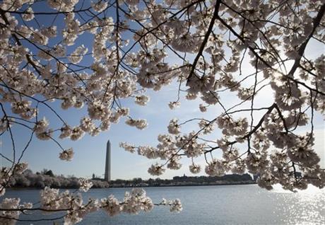 FILE - In this April 11, 2015, the Washington Monument is seen through cherry blossoms across the Tidal Basin Saturday in Washington. The National Park Service is predicting the peak bloom for Washington's cherry blossom trees between March 31 and April 3. 2016. (AP Photo/Carolyn Kaster, File)