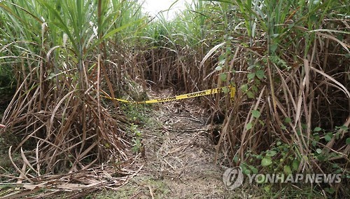 This photo provided by the National Police Agency on Nov. 18, 2016, shows a sugar cane field in Bacolor, the Philippines, where three South Koreans were found shot to death on Oct. 11. 