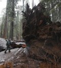 Drive Thru Sequoia