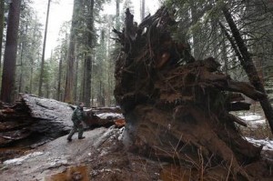 Drive Thru Sequoia